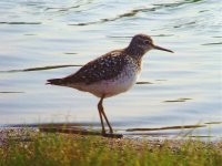 Wood Sandpiper 300411.jpg