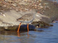 Redshank Flashes 300411.jpg