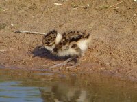 Lapwing chick 300411.jpg