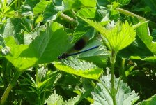 Male Banded Demoiselle 300411.JPG