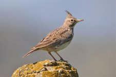 Crested lark.jpg