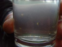 Daphnia Flashes 140511.jpg