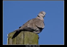 Collared Dove 3.jpg