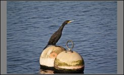 Cormorant3.jpg