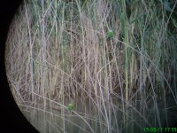 15th bee-eaters.jpg