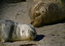 DSCN6009 Harbour Seal 1 bf.jpg