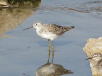 Common Greenshank.jpg