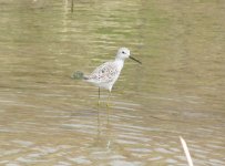 Marsh Sandpiper.jpg