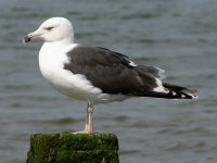 GBB Gull June 2006.jpg