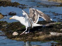 GBB Gull June 2009.jpg