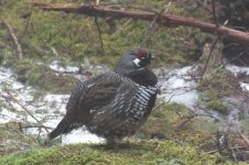 Spruce Grouse.JPG