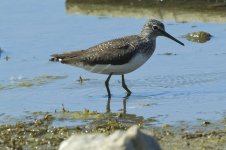 green_sandpiper-00004.jpg