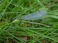 Red-eyed Damselfly UW 010511.jpg