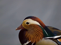 mandarin-head.gif