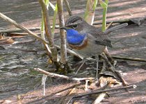 Bluethroat computer generated painting, Upton Warren, April 2011, by Andy Warr...jpg