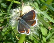 Brown Argus. 1-5-11.jpg