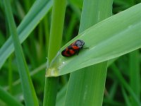 Froghopper Cercopis vulnerata UW150511.jpg