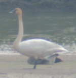 Swan 01.jpg