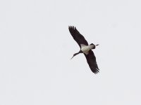 IMG_3534_Black Stork.jpg
