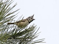 IMG_3504_Crested Tit.jpg