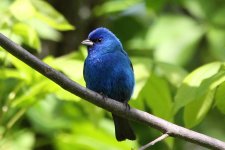 indigo_bunting.jpg