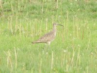 Whimbrel.jpg