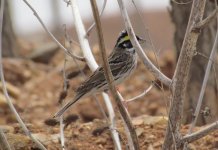 Yellow-browed Bunting.jpg