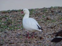 Escaped Ross's Goose UW 020511.jpg