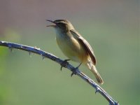 Sedge Warbler Flashes 020511.jpg