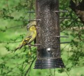 siskin crop.jpg