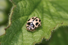 Ladybird-sp-170411-1.gif