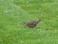 thrush 1.JPG