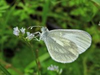 DSCN1206_Wood White_April2011.jpg