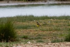 Grey-headed Wagtail 110516 IMG_6774.jpg