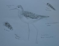 Sketch Marsh Sandpiper details.jpg