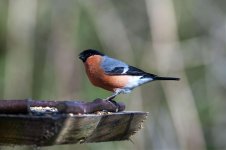 Bullfinch.jpg