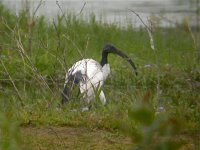 Sacred Ibis 1.jpg