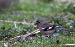 Chaffinch.jpg