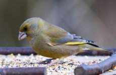 Greenfinch.jpg