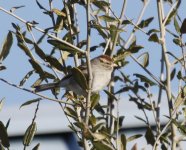 AlligatorPoint 2011-02-12 049.JPG