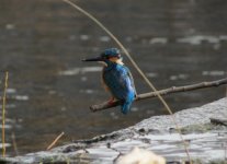 Common Kingfisher.jpg