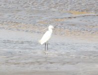 Little Egret.jpg