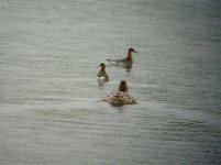 Red necked Phals Flashes 300511.jpg