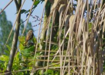 Redstart FEMALE 5.jpg