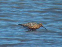 Bar-tailed Godwit - Upton Warren 03.05.11 re-size.jpg