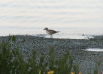 black bellied plover.JPG