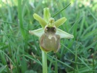 Early Spider, very greenish lip.JPG