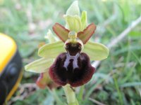 Early Spider, pinkish red petals.jpg