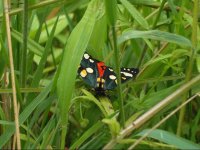 Scarlet Tiger Moth 2 - Ribbesford, Worcs 15.06.jpg
