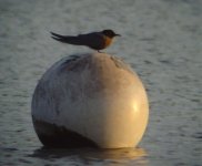 Black Tern Sailing Pool UW 030511.jpg